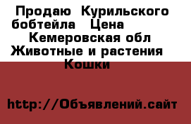 Продаю: Курильского бобтейла › Цена ­ 7 000 - Кемеровская обл. Животные и растения » Кошки   